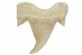 Pathological Otodus Shark Tooth - Morocco #213910-1